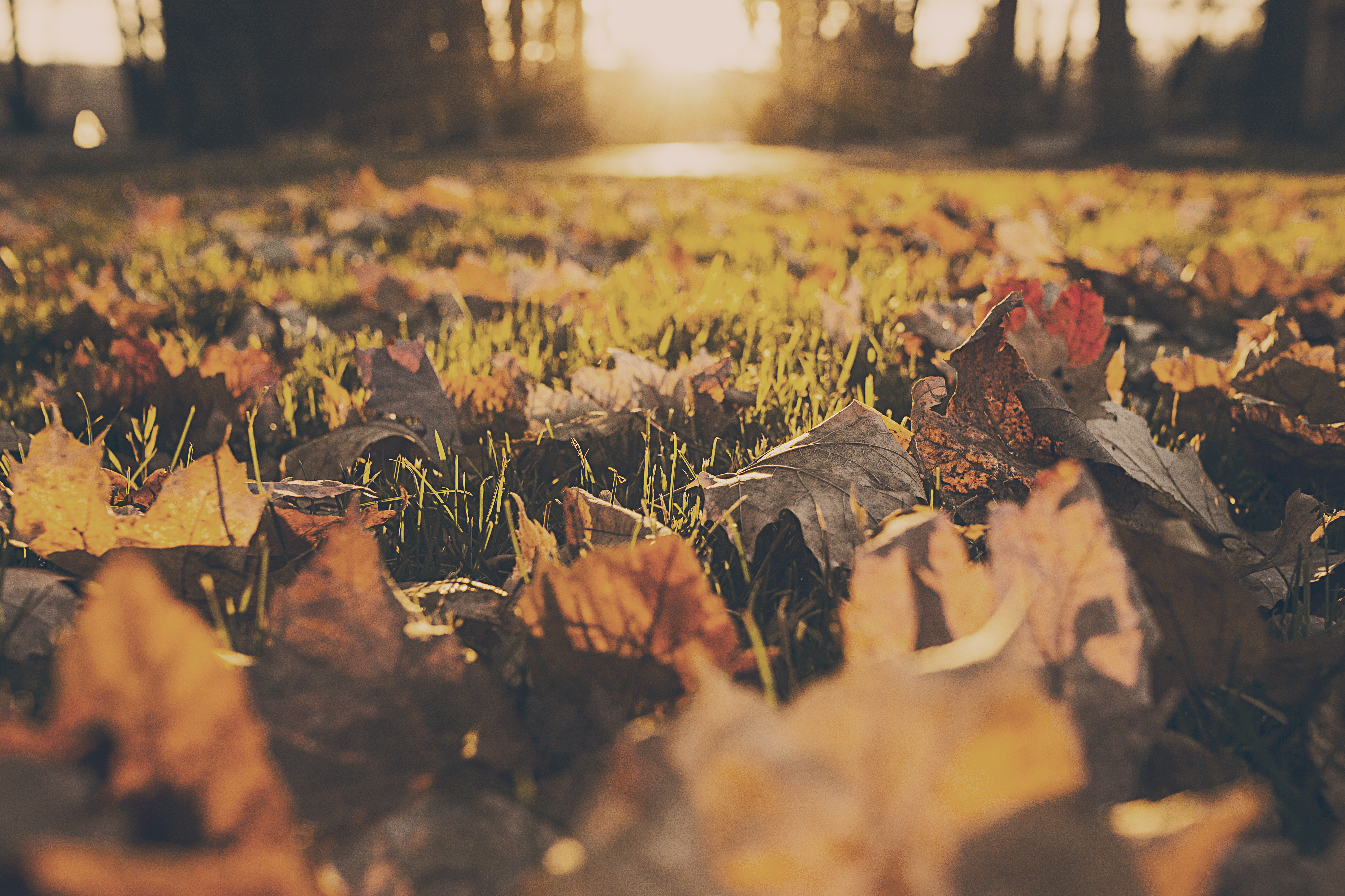 forest-meadow-leaves-autumn.jpg